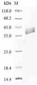 SDS-PAGE (QSOX1-255H).jpg